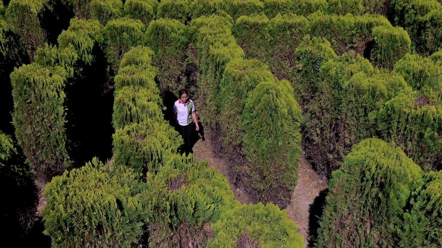 Un ´Laberinto de Cipreses´ en Honduras representa los "caminos de la vida"