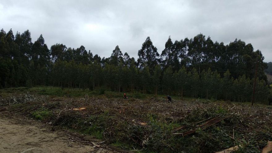 La moratoria del eucalipto empezará a aplicarse en el mes de mayo en Galicia