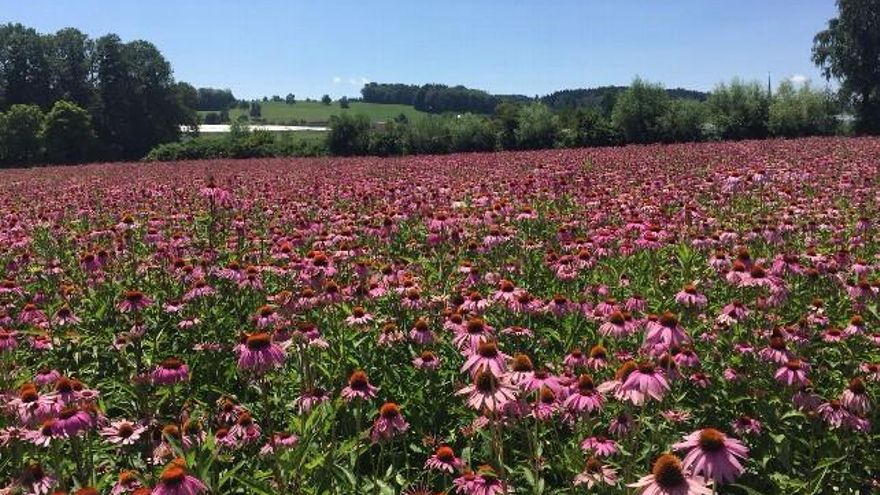 Laboratorios de A. Vogel, en Appenzell (Suiza). Plantación de equinácea.