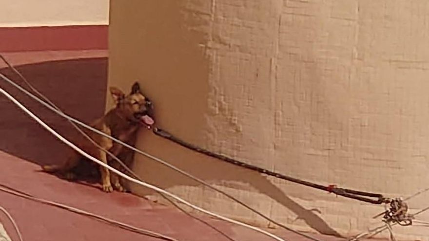 Muere un perro atado y al sol en una terraza en Torrevieja tras cuatro días de avisos a la policía y a la concejala