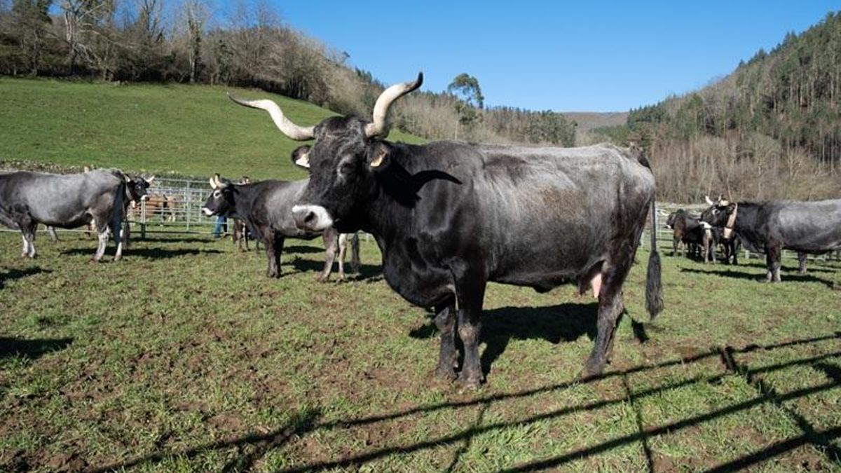 Cantabria destina 1,1 millones de euros a ayudas para el nuevo Plan de la Carne