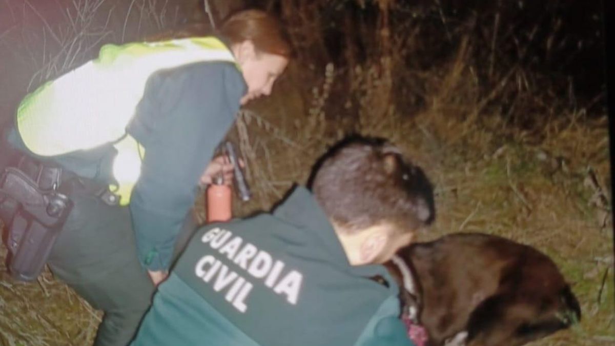 Guardia Civil y Bomberos rescatan a tres perros caídos a un barranco