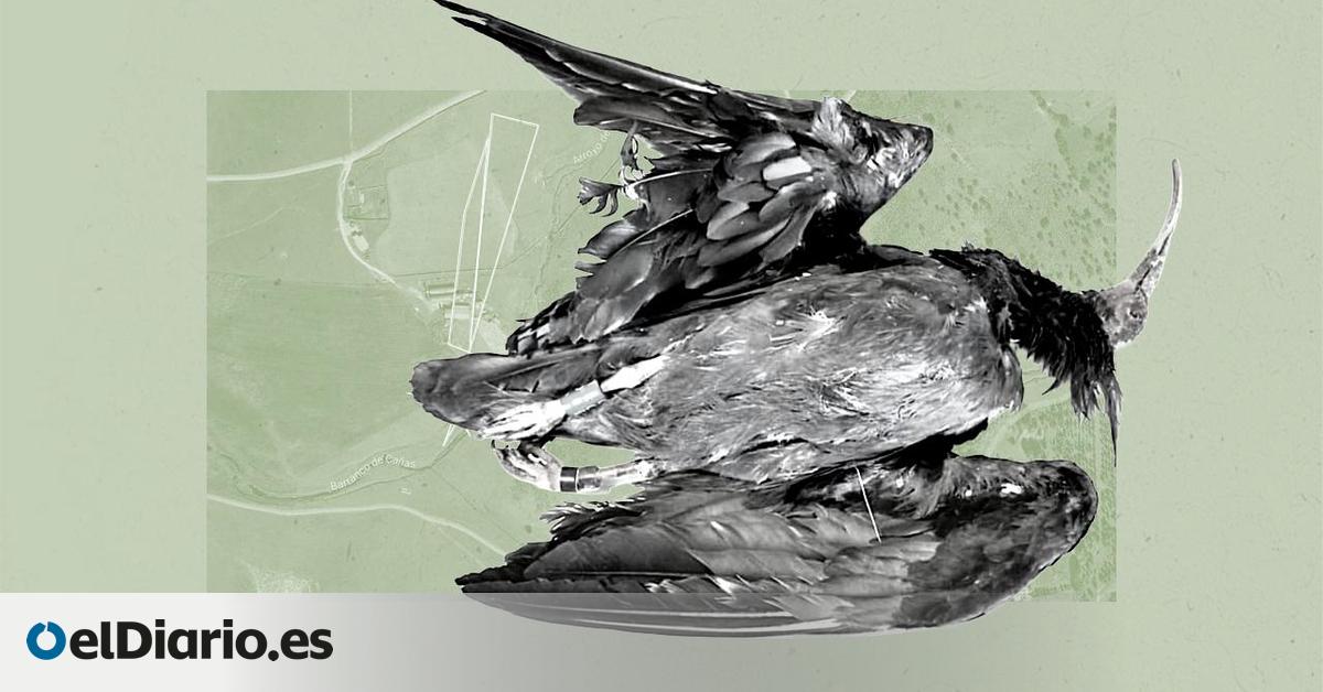 El cazador que disparó a Hel, el ibis abatido a tiros en Extremadura, sigue libre e impune un año después