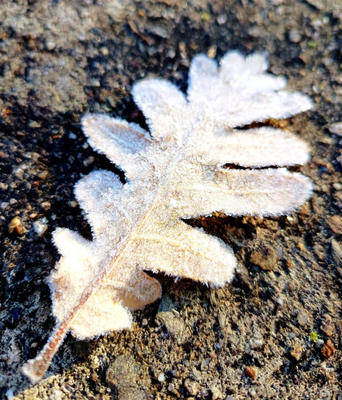 Paisajes de hielo en el entorno de Ezcaray