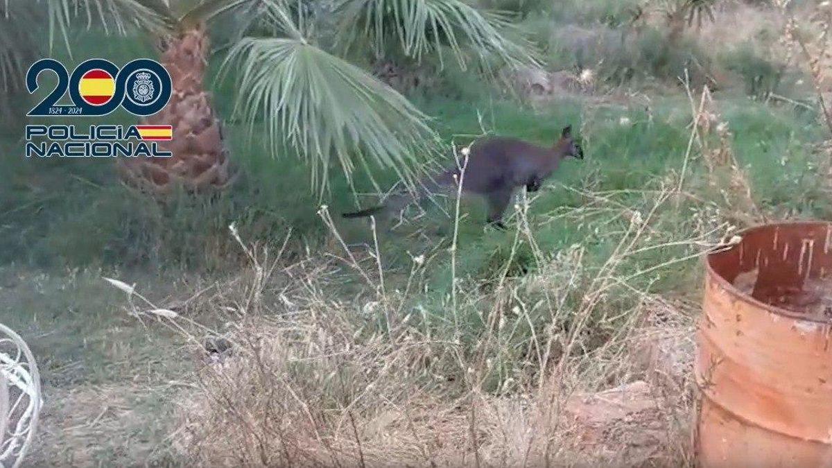 La Policía encuentra canguros en Ciudad Real durante una redada en una plantación de marihuana