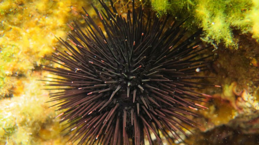 'Arbacia lixula', foto de Beatriz Alfonso Hernández