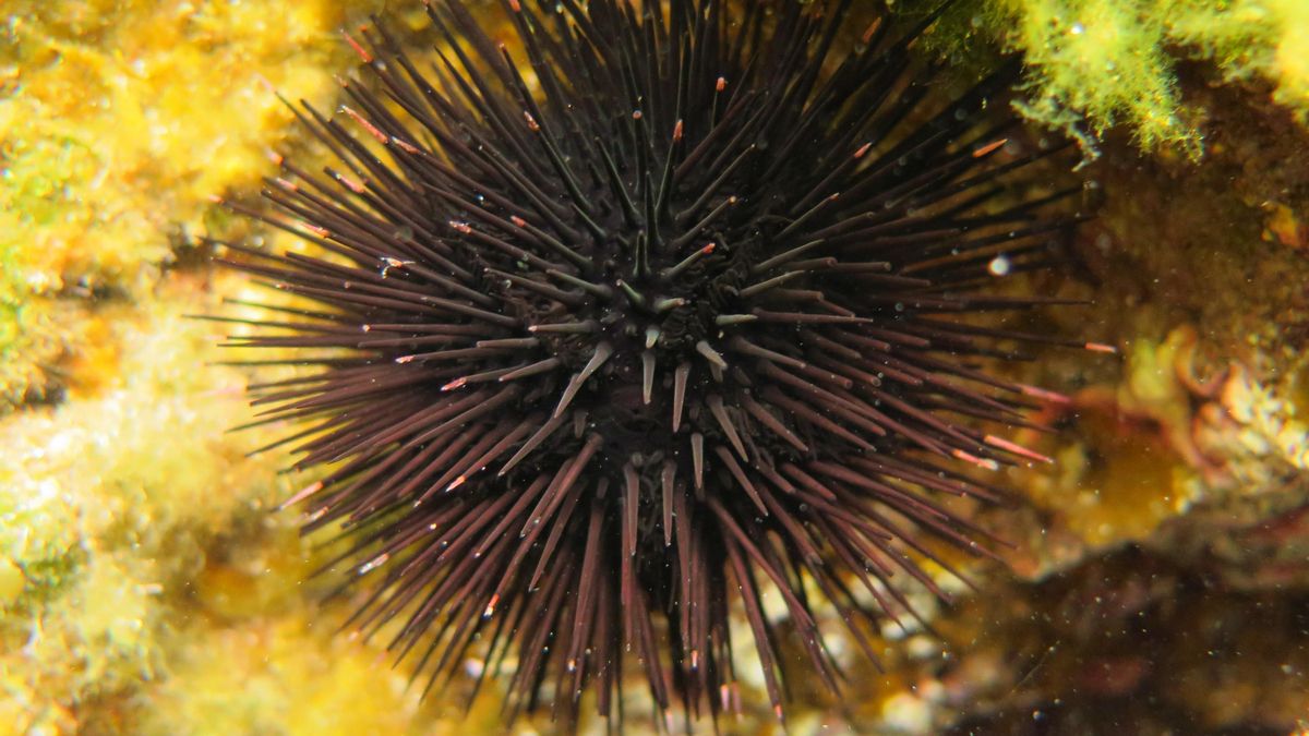 ¿Supervivientes climáticos? Erizos de mar usan la costa de La Palma como refugio para adaptarse al calentamiento oceánico