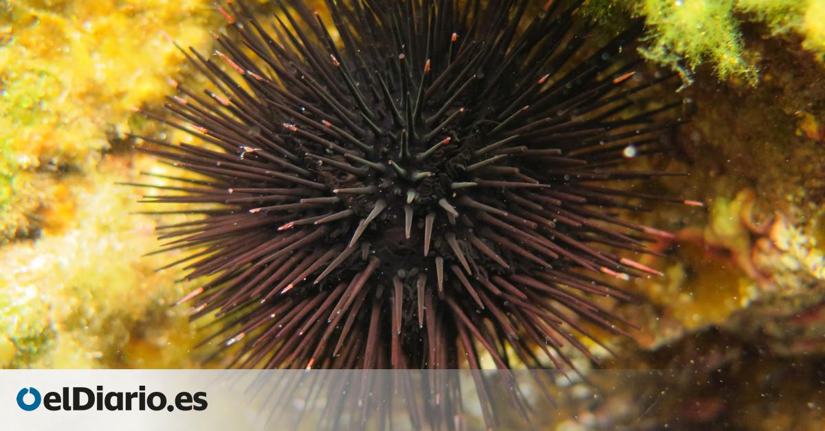 ¿Supervivientes climáticos? Erizos de mar usan la costa de La Palma como refugio para adaptarse al calentamiento oceánico
