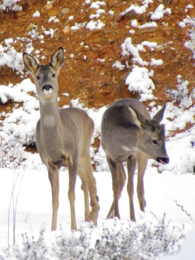 Naturaleza viva en el municipio de Cimanes del Tejar