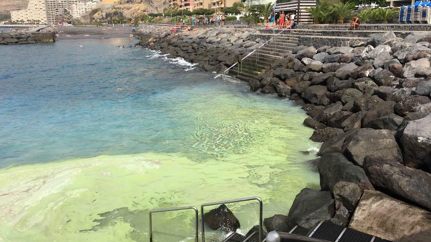 Fotogalería: las microalgas se apoderan de la costa entre Radazul y Candelaria, en Tenerife