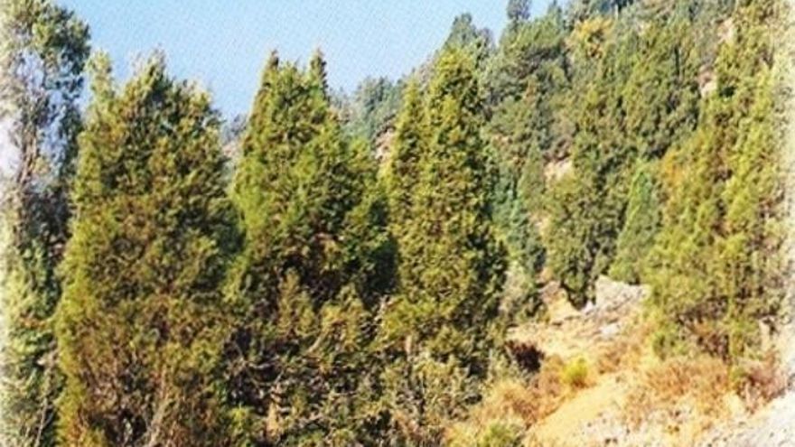 Sabinar de Mirantes. / Ayuntamiento de Barrios de Luna