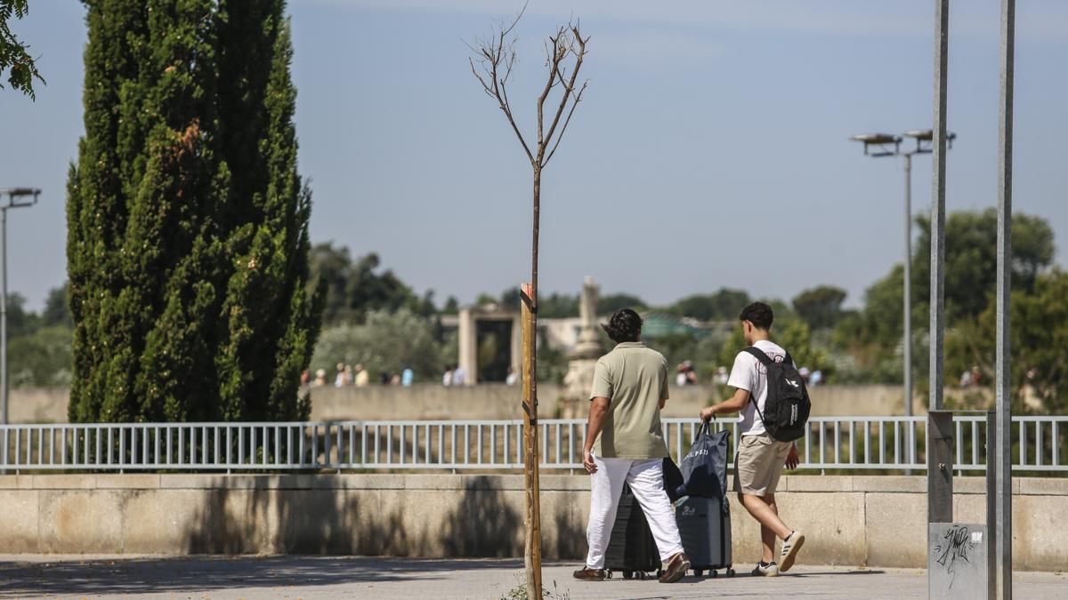 Árboles plantados recientemente que no han sobrevivido