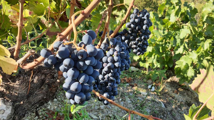 Uvas de La Faraona, uno de los mejores y más caros vinos de España.