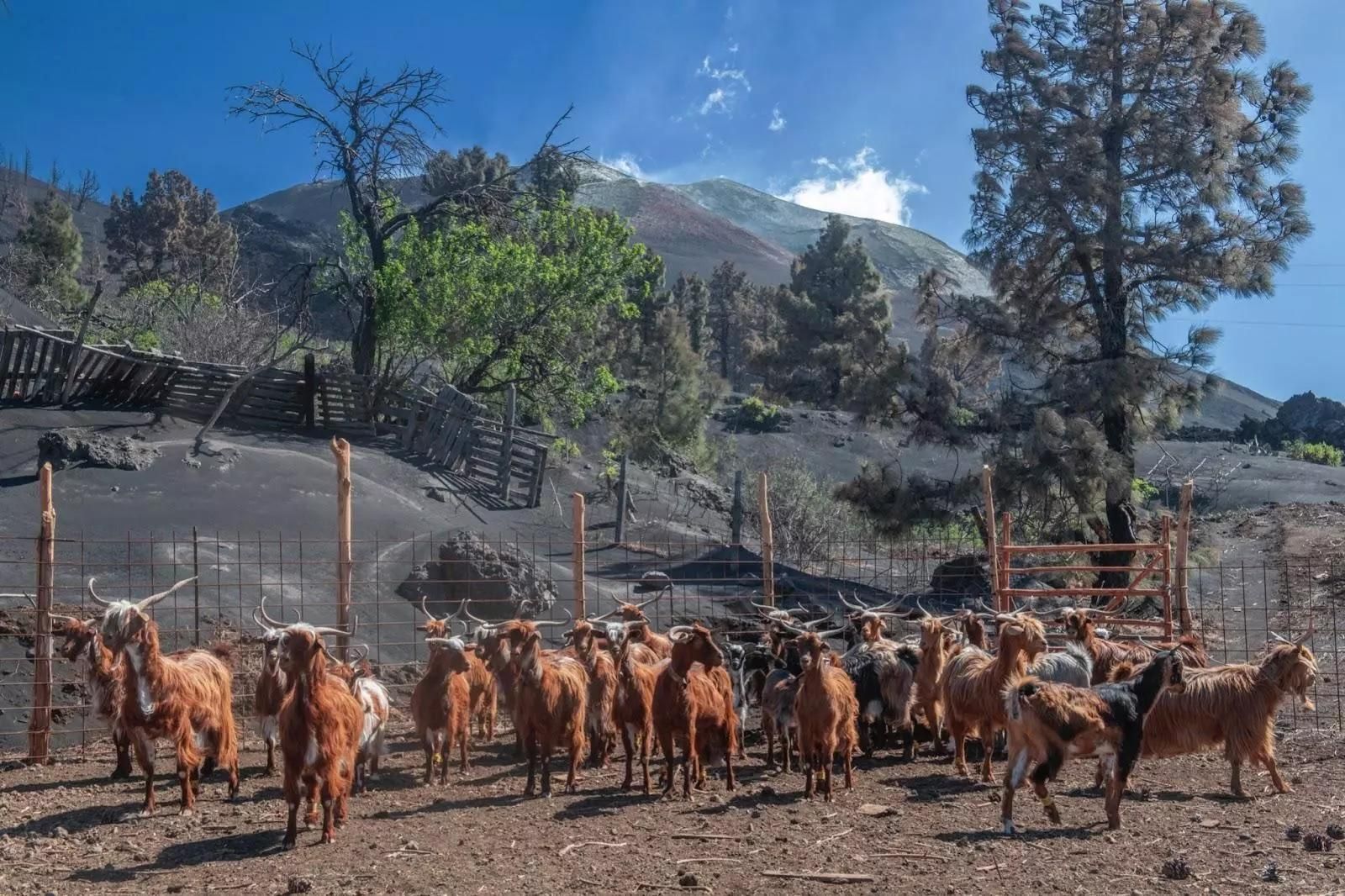 Manada de cabras de raza palmera junto al cráter del volcán.
