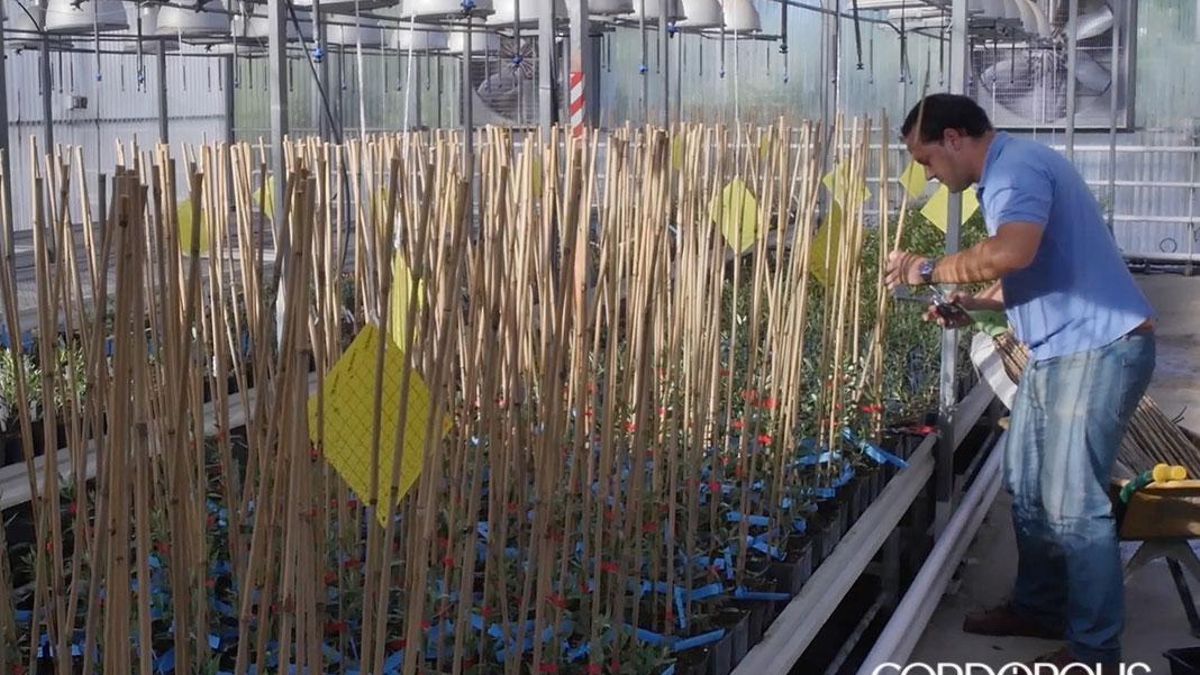 Refuerzan el Banco de Germoplasma Vegetal Andaluz, referente internacional desde Córdoba en biodiversidad