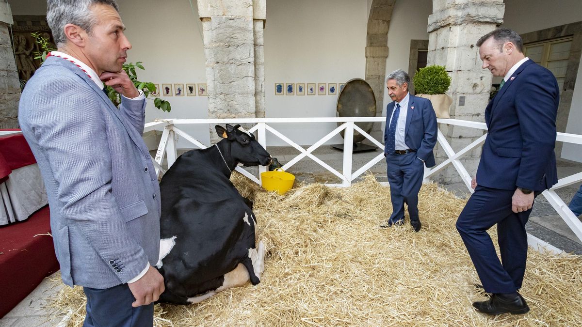 La vaca Llinde Ariel Jordan, protagonista del acto de entrega de la Medalla de Plata de Cantabria a la empresa ganadera SAT Ceceño.