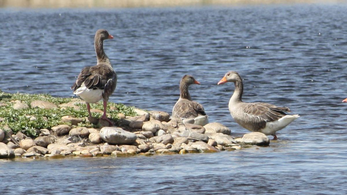 Ánsar común en Villafáfila.