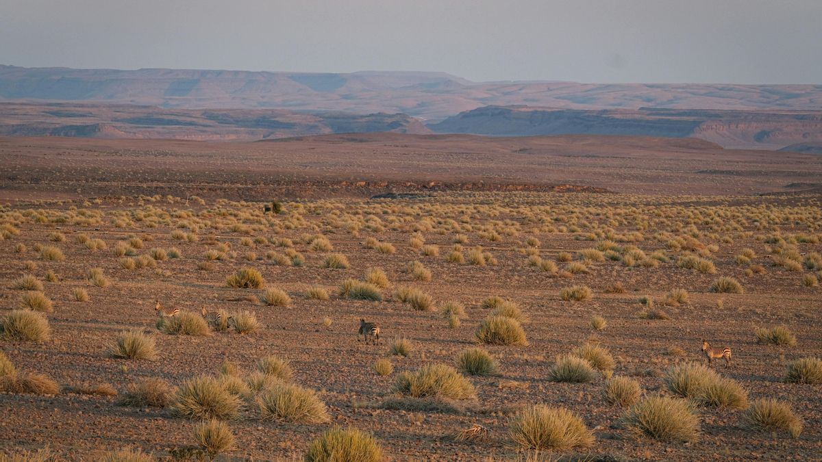 La capacidad de adaptarse a condiciones difíciles, como el frío intenso o la escasez de agua, transformó por completo el modo de vida