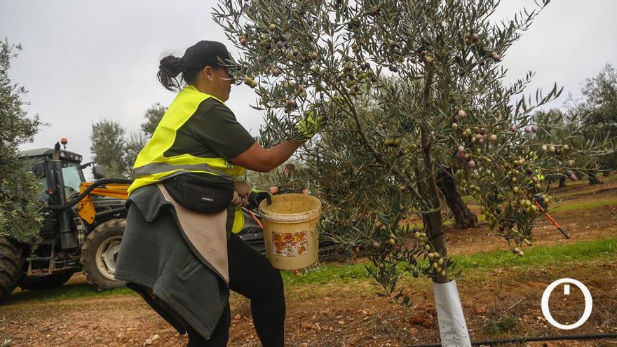 Los productores alertan que la inesperada bajada del precio del aceite convierte en inviables algunos cultivos