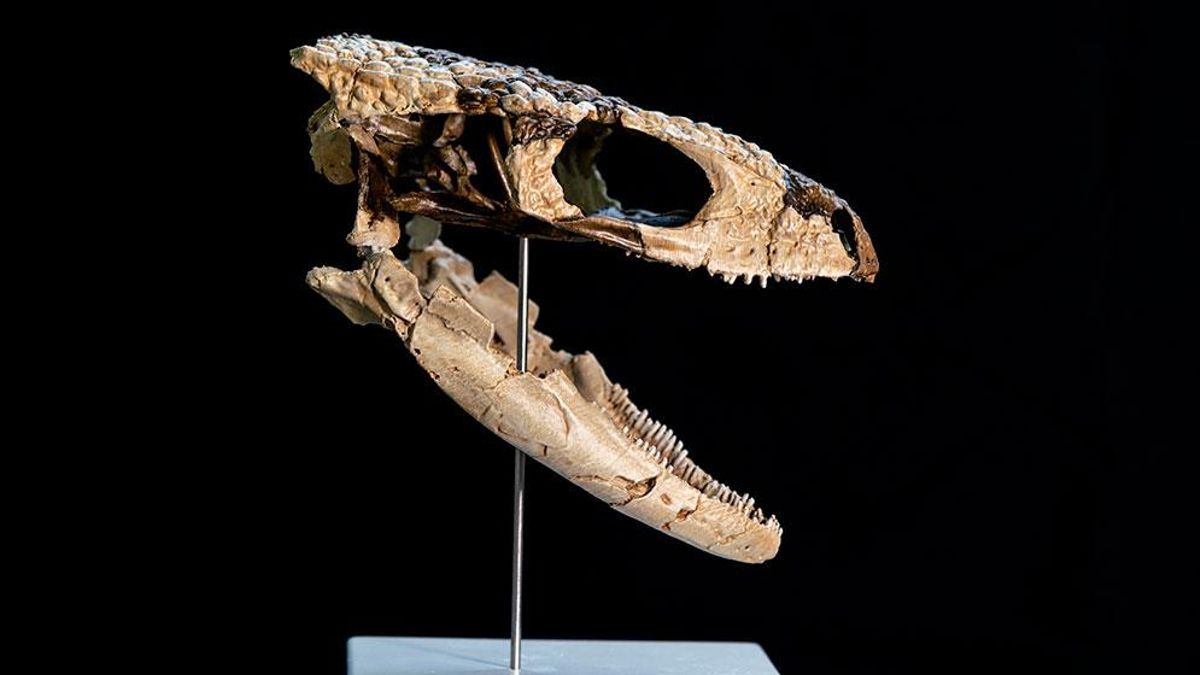 Reconstrucción del cráneo de Paleoteius por el técnico Santiago Miner.