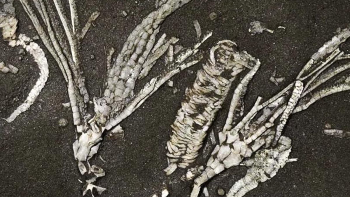 Un fósil mucho más antiguo que los dinosaurios conserva tejidos blandos y amplía los límites del registro fósil