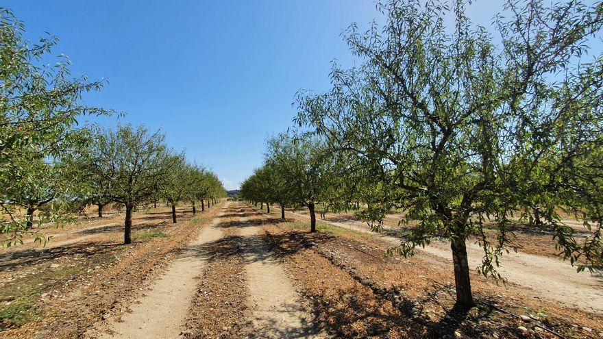 "Explotación de almendros Monaj-Otal de Novales, Huesca