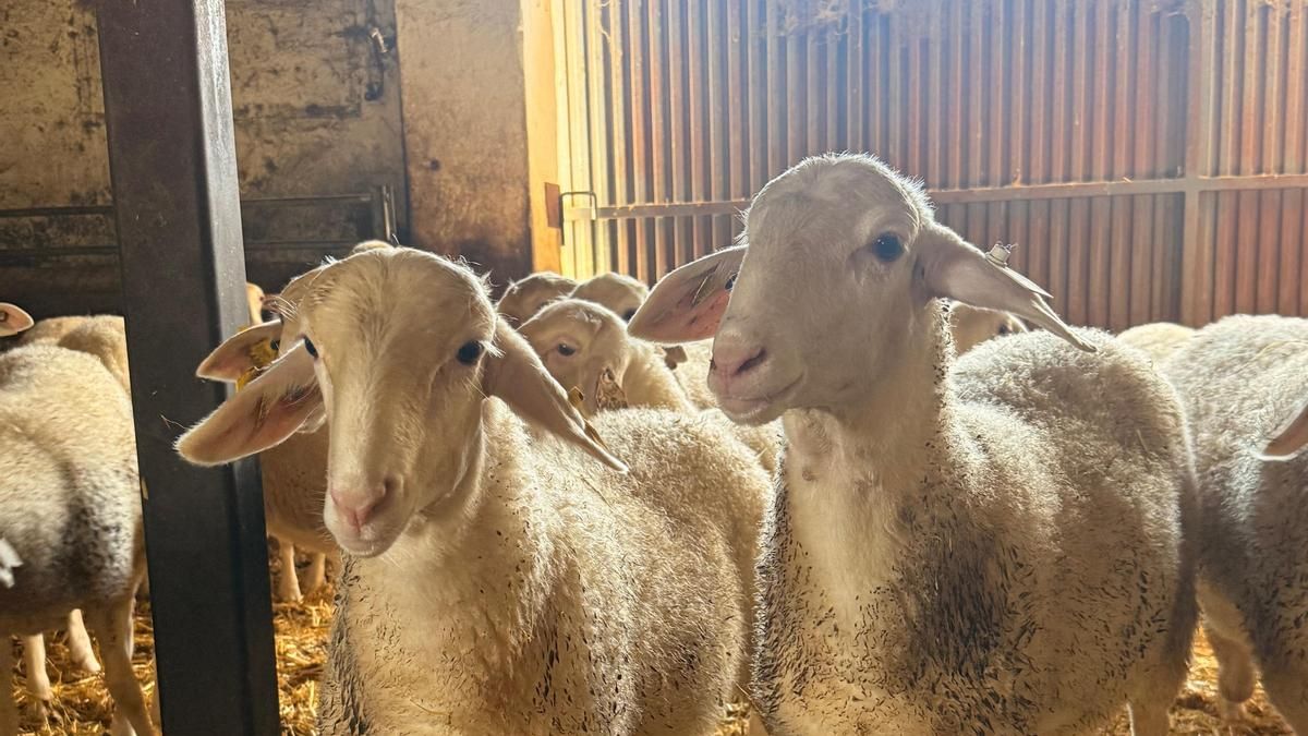 Castilla-La Mancha actualiza y refuerza las recomendaciones para la prevención y control de la lengua azul