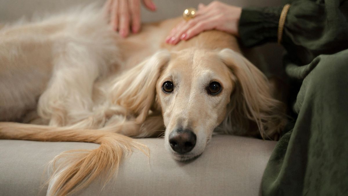 ¿Perros que estén acompañados tres horas al día? Así es la norma australiana que busca garantizar su bienestar