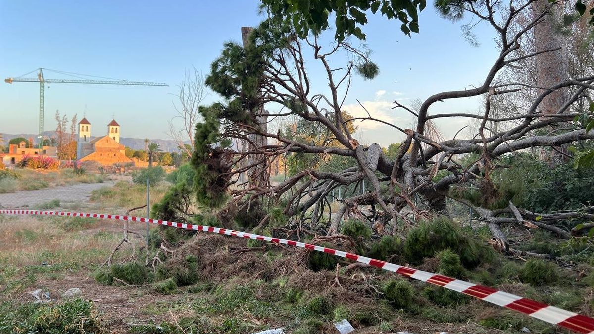 Huermur denuncia en el SEPRONA el desprendimiento de un pino centenario en el municipio murciano de Churra