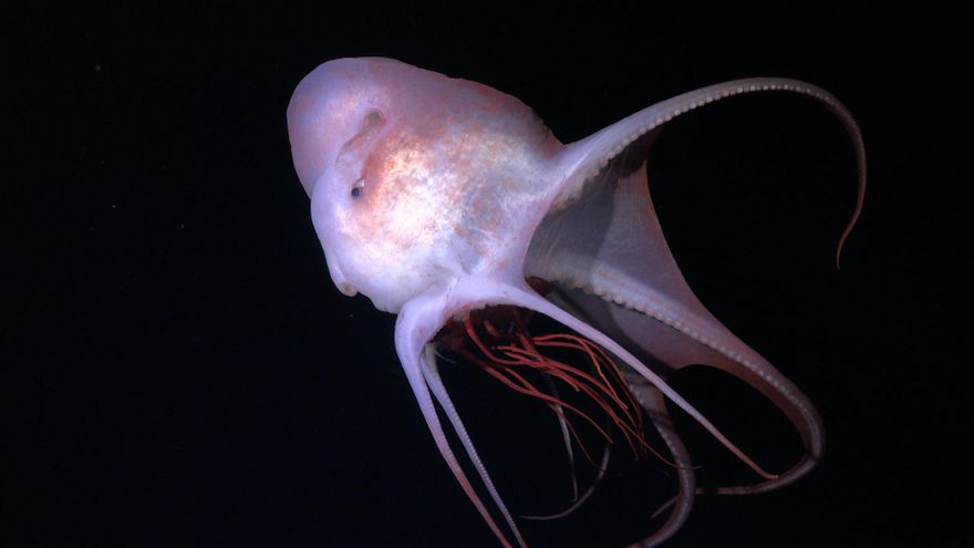 Científicos descubren 31 nuevas y extrañas criaturas marinas en apenas dos semanas durante una expedición