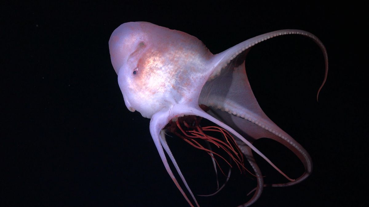 Científicos descubren 31 nuevas y extrañas criaturas marinas en apenas dos semanas durante una expedición