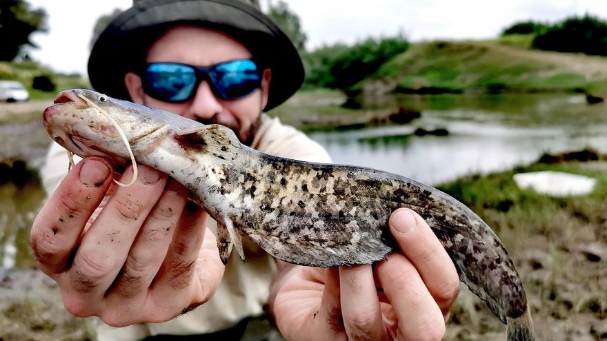 El siluro se asienta en el Bajo Guadalquivir y amenaza Doñana