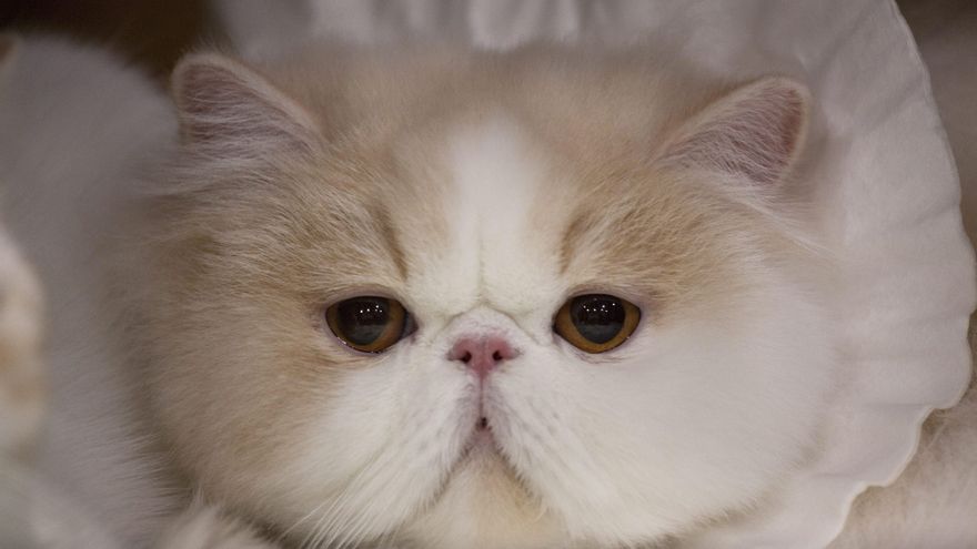 Perros carlinos y gatos persas comparten caras achatadas por la selección artificial