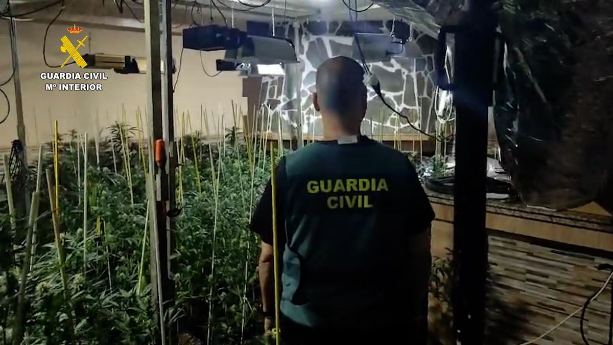 Plantación de marihuana en Monturque