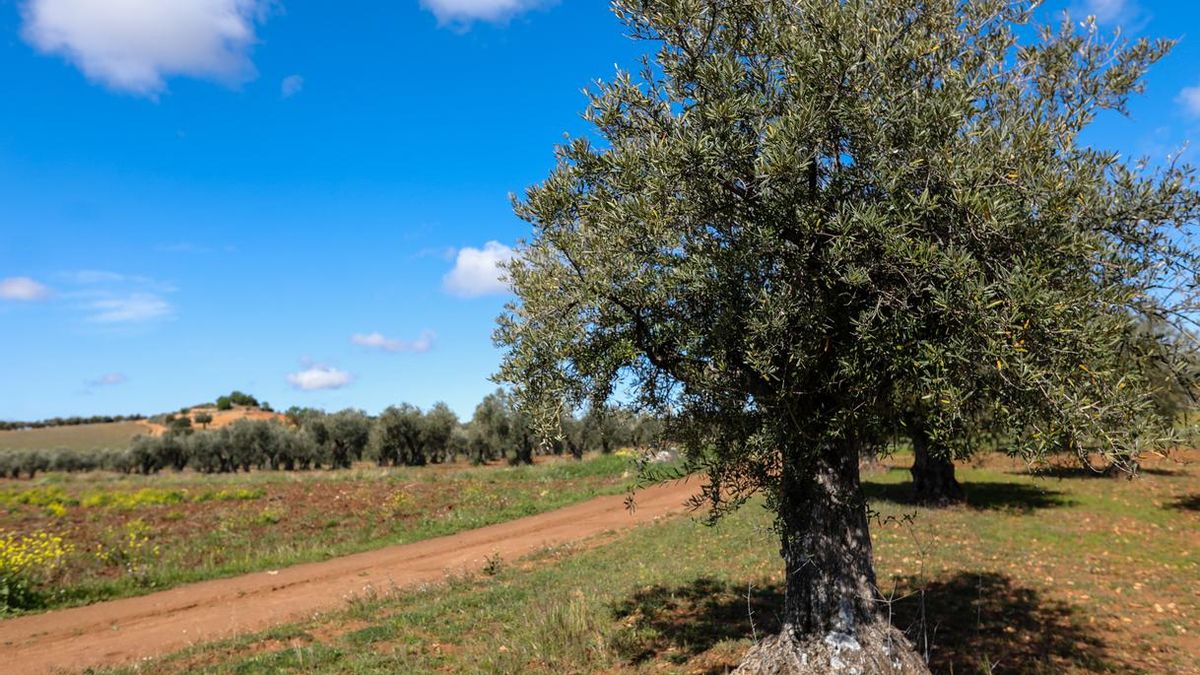 ¿Cuándo empezó Italia a producir aceite de oliva realmente? Los estudios lo sitúan antes del auge del Imperio romano