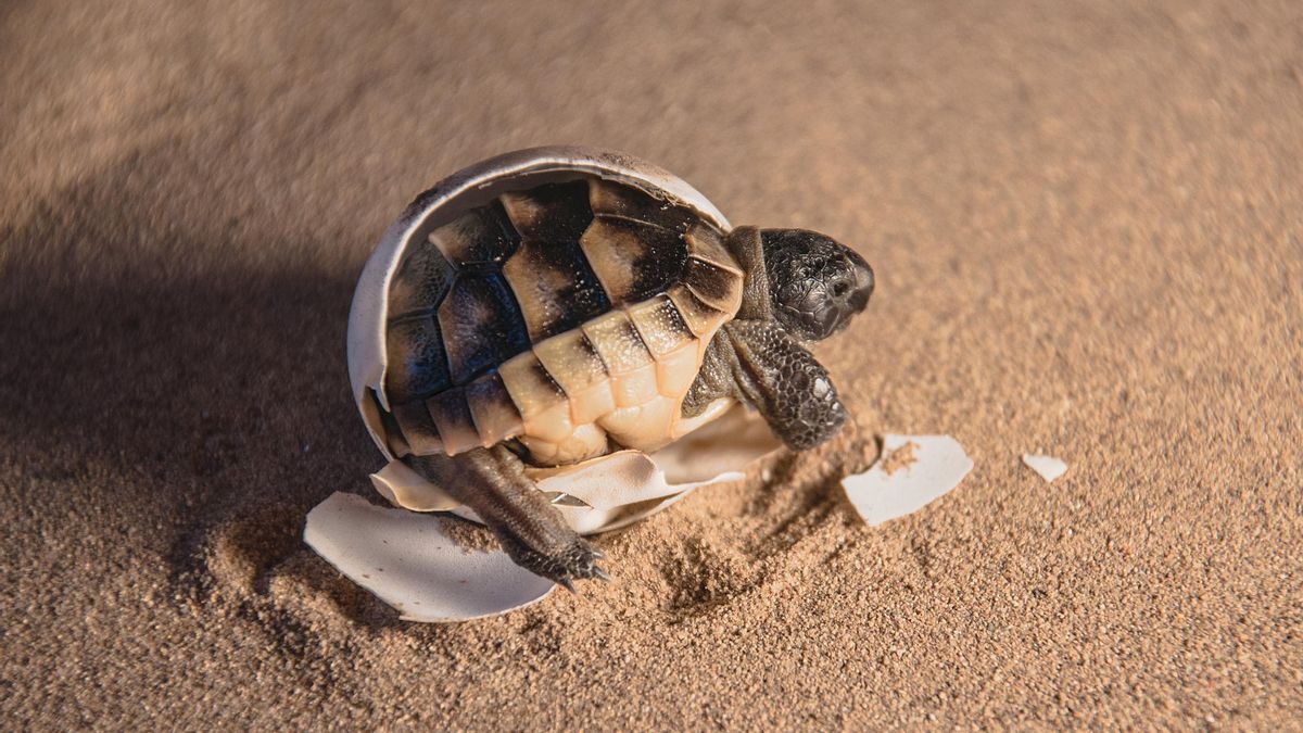 Cría de tortuga mora saliendo de su huevo. ARCHIVO