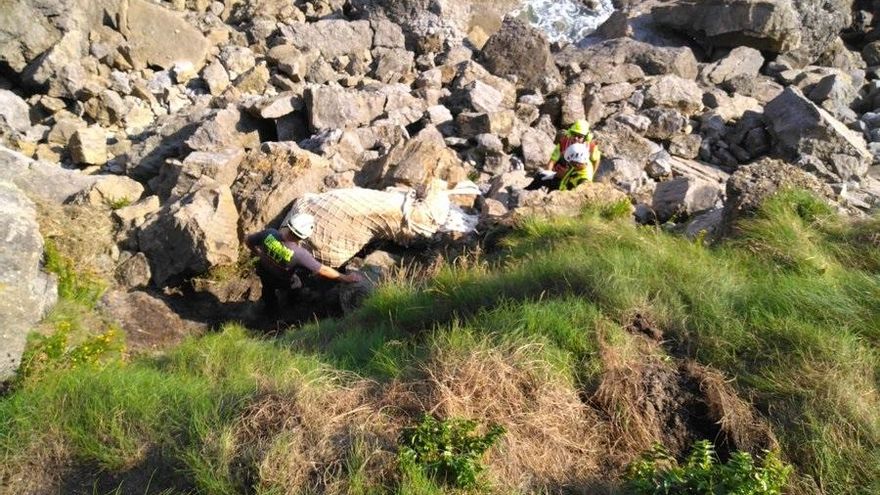 Rescate de la vaca caída en un acantilado en Ruiloba.