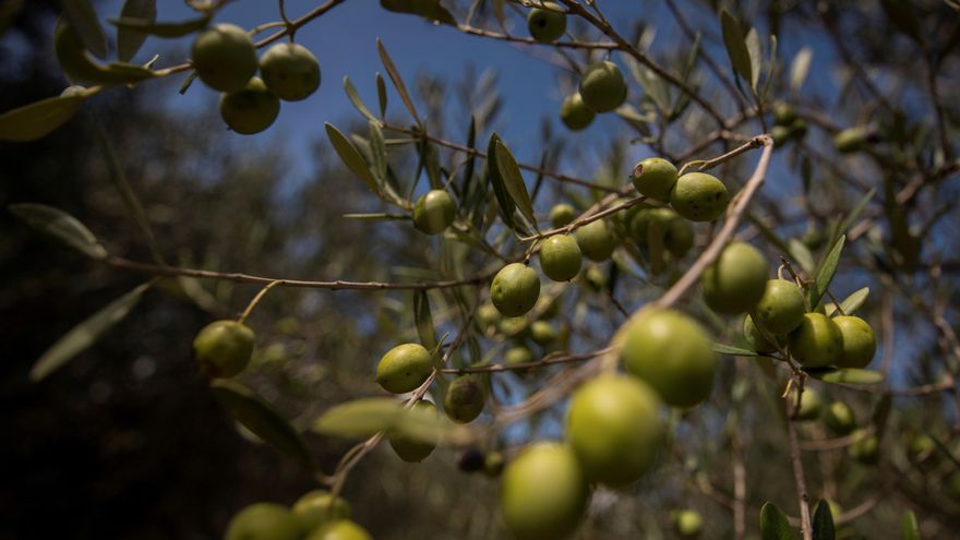 ASAJA Castilla-La Mancha: la producción de aceituna será superior a la de 2022, pero corta para un año normal