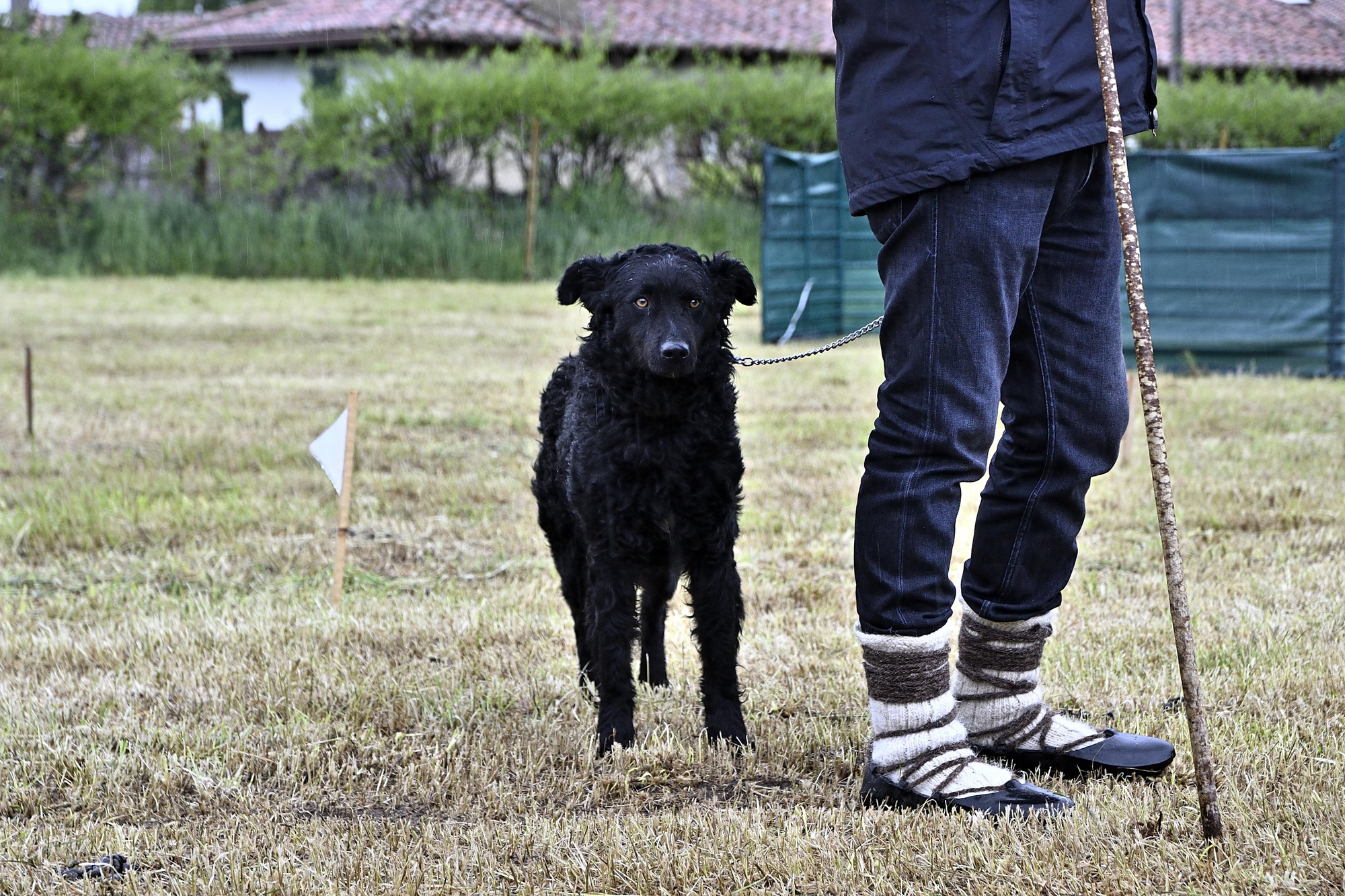 Perro de la raza Carea Leonés junto a un pastor en Cerezales del Condado.
