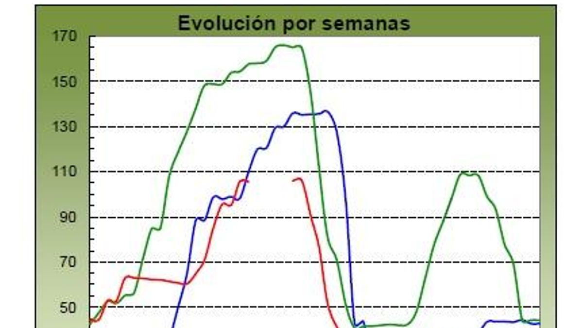 Evolución de los precios medios percibidos por el platanero canario en 2024 (marca azul), 2025 (verde) y 2026 (roja, hasta la semana 31). Fuente: MAPA.