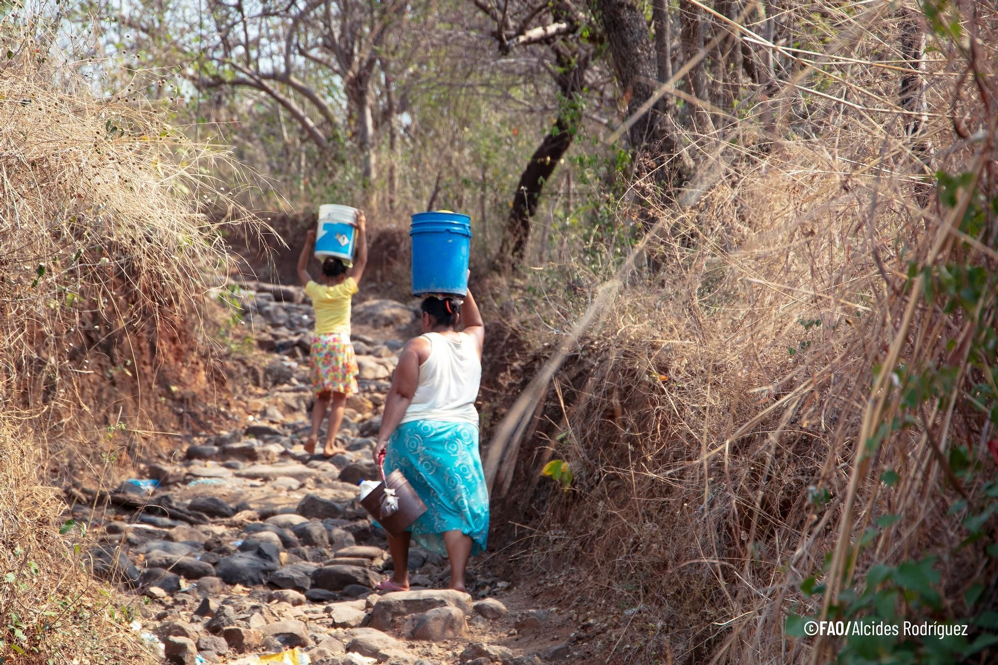 Choluteca, Honduras, parte del Corredor Seco Centroamericano, una región marcada por la sequía recurrente, la inseguridad alimentaria y la vulnerabilidad climática. Foto: cortesía FAO/Alcides Rodríguez