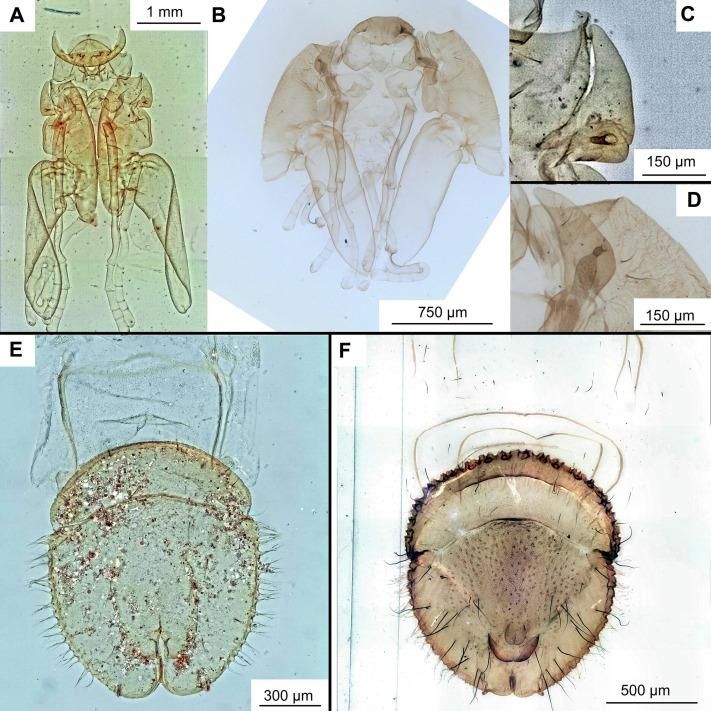 Estructuras pupales de Telmatogetoninae