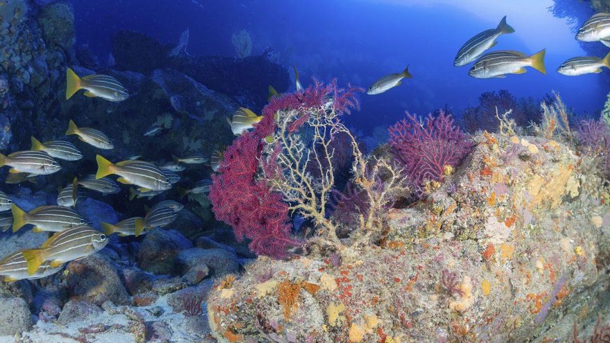 La "coctelera explosiva" que le espera al mar de Canarias por la crisis climática: más acidez y más temperatura