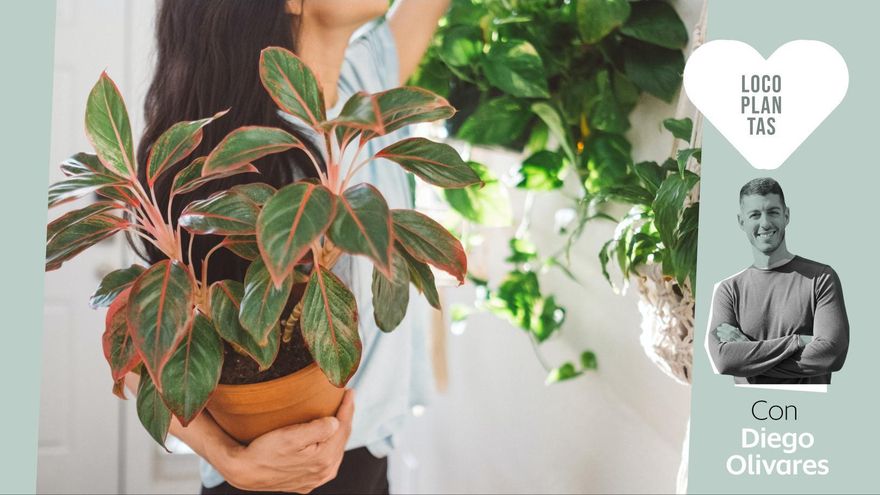 Siete plantas de interior que se adaptan bien a espacios con poca luz