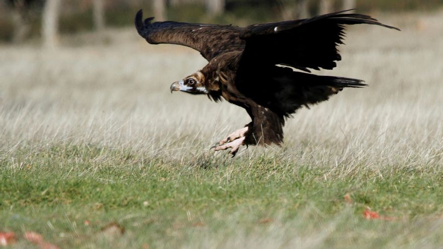WWF crea un grupo de aves "centinelas" contra el envenenamiento de animales