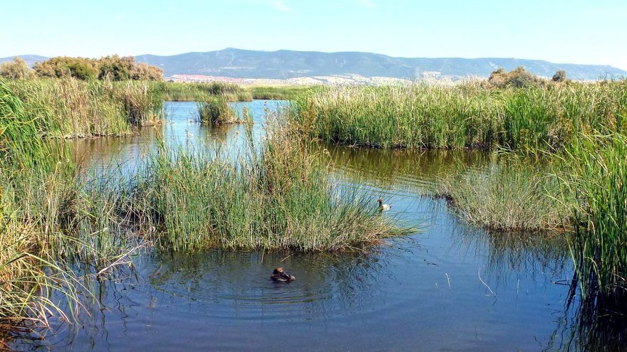 El agua es el elemento que define a Las Tablas de Daimiel.