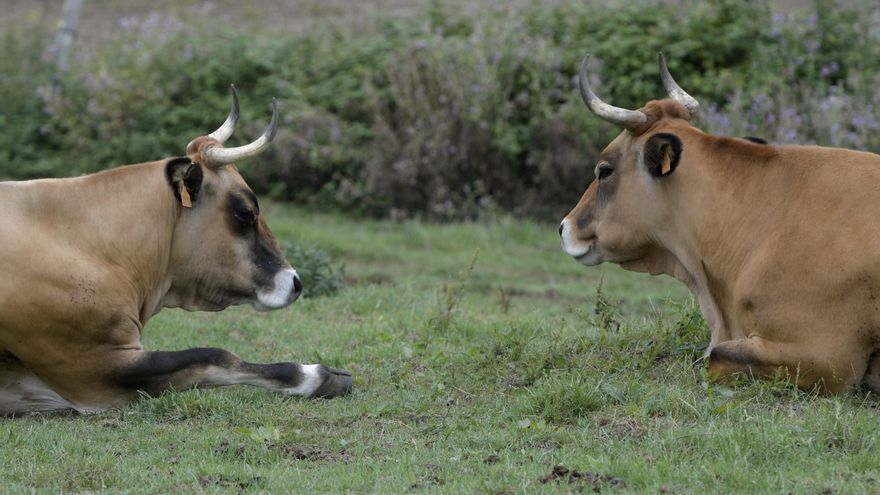 El Ministerio de Agricultura confirma el primer caso de enfermedad Hemorrágica Epizoótica en Salamanca