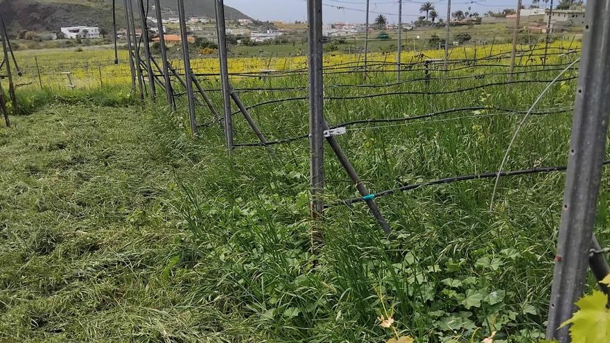 Cubierta vegetal en la finca de Pedro Reyes, en Tenerife, dedicada principalmente al cultivo de la vid