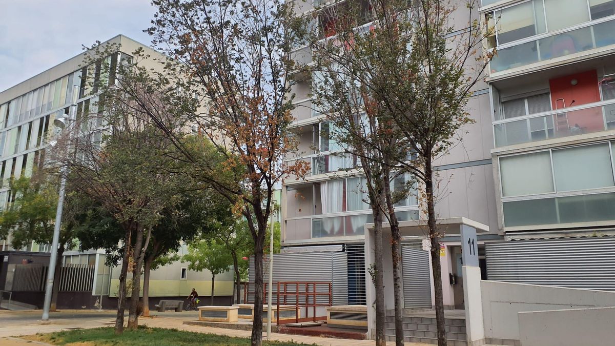 Árboles de Zaragoza afectados por una plaga