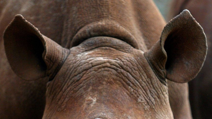 La caza ilegal de rinocerontes africanos disminuye, pero su población continúa amenazada